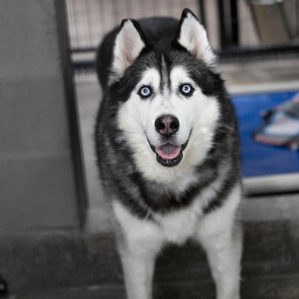 Oliver (F26-09), a Adoptable Husky in Peyton, CO image 5/6