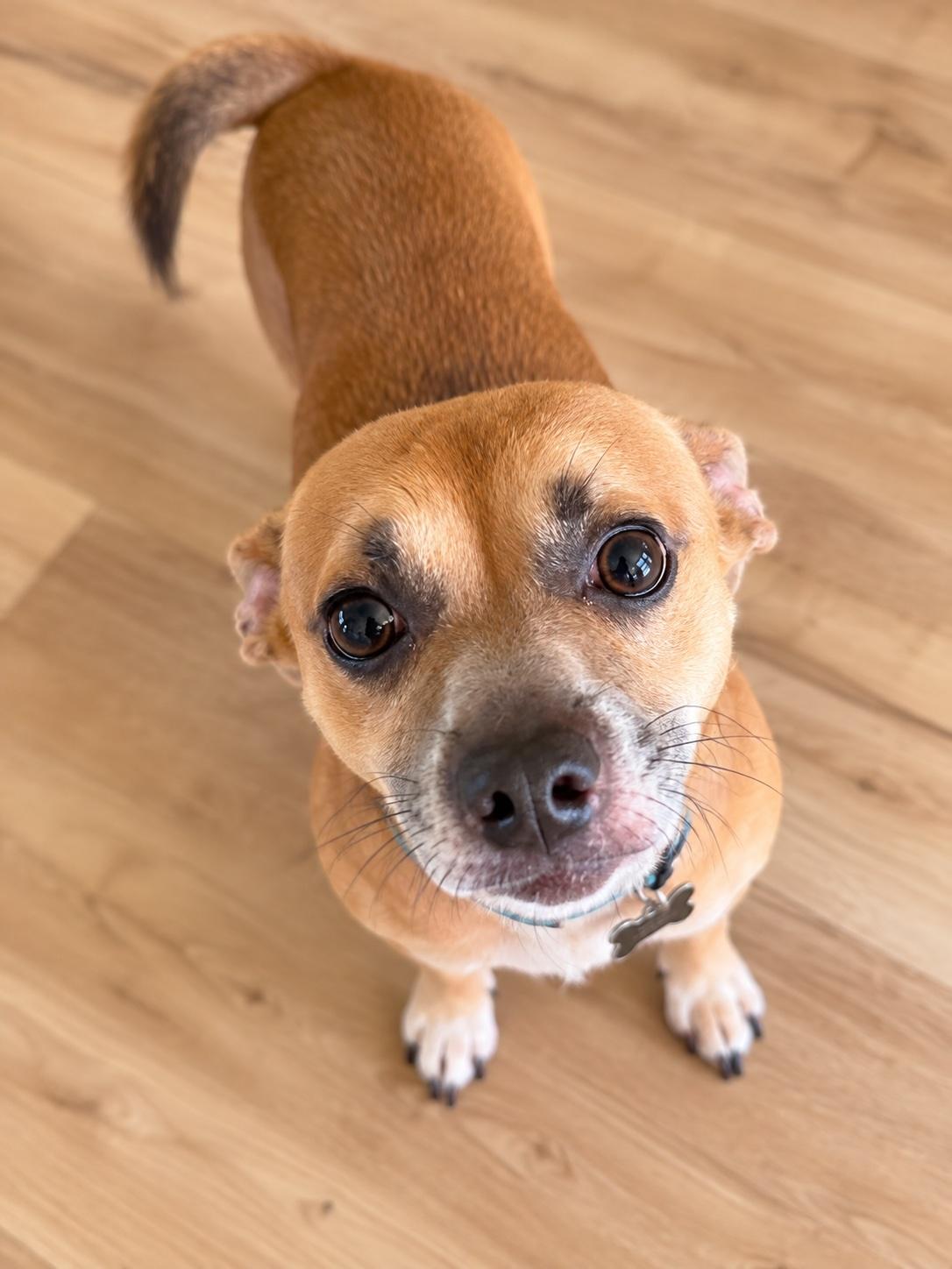 Enlarge I am just a little Guy, a Adoptable mixed breed in Fort Myers Beach, FL image 2/4