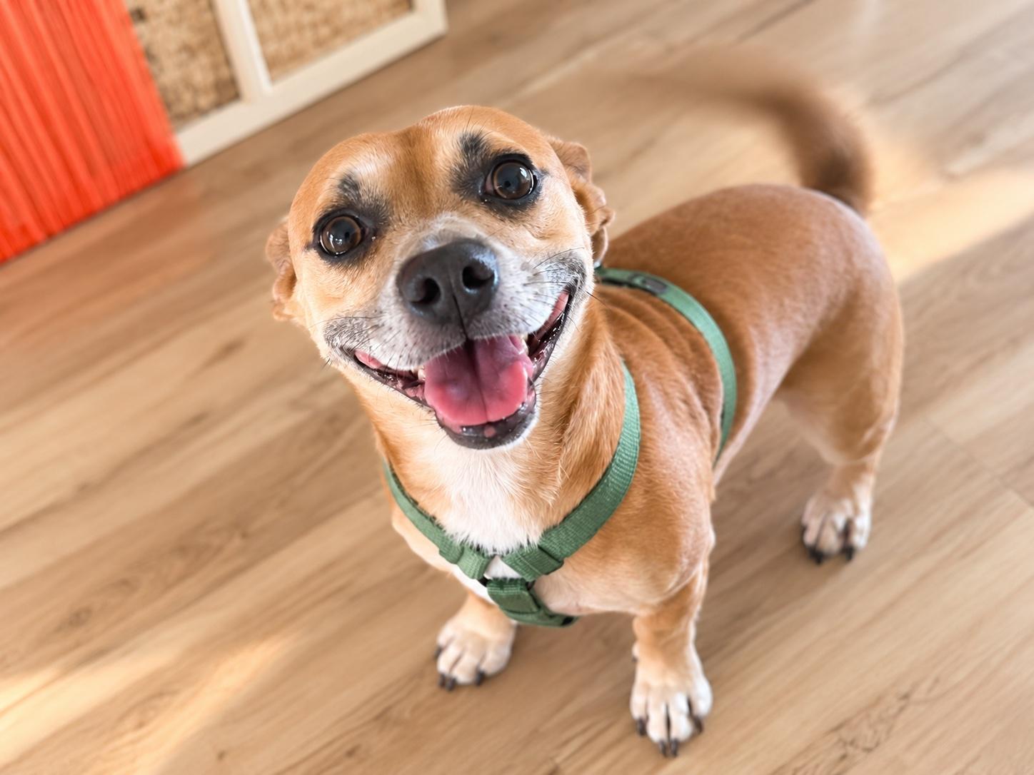 Enlarge I am just a little Guy, a Adoptable mixed breed in Fort Myers Beach, FL image 4/4