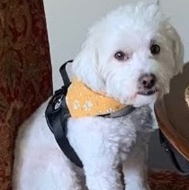 GRIFFIN, Adoptable, Young Male Maltipoo.