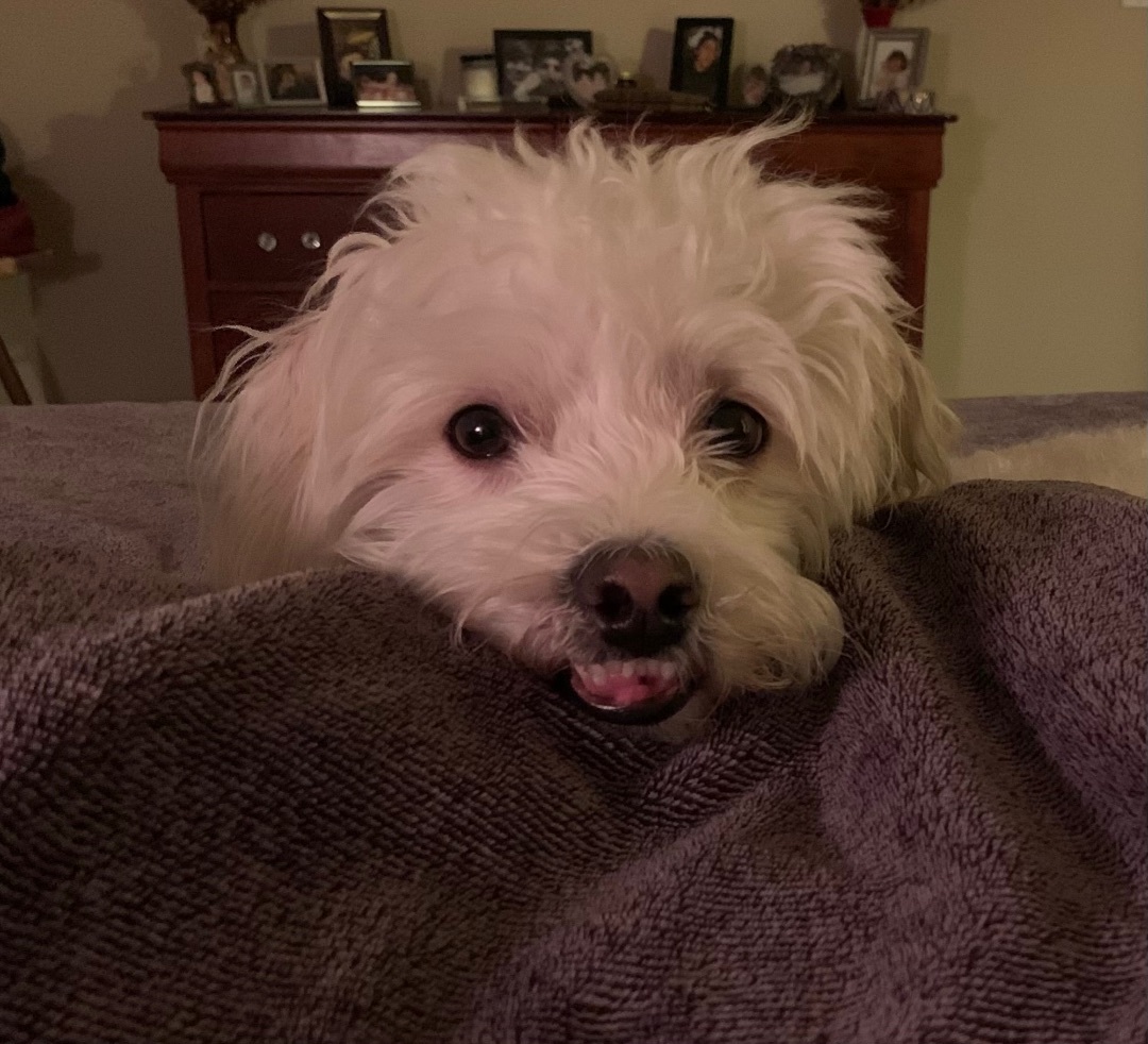 GRIFFIN, a Adoptable Maltipoo in Dallas, TX image 2/5