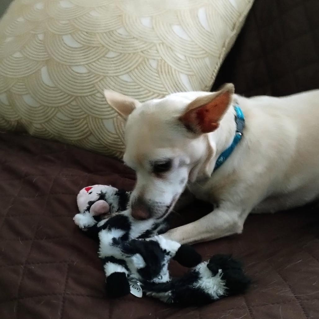 Custard, Adoptable, Senior Female Chihuahua & Mixed Breed.