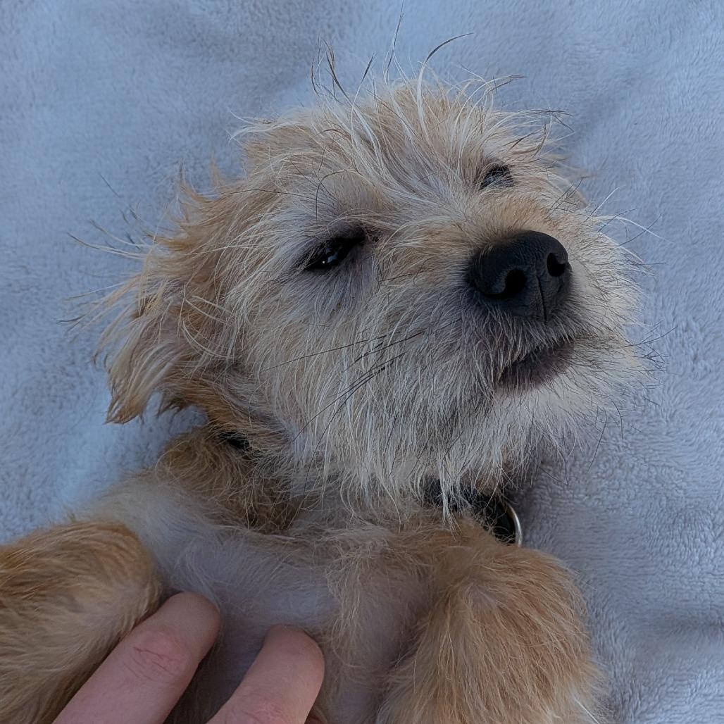 Luma — thumbnail 2