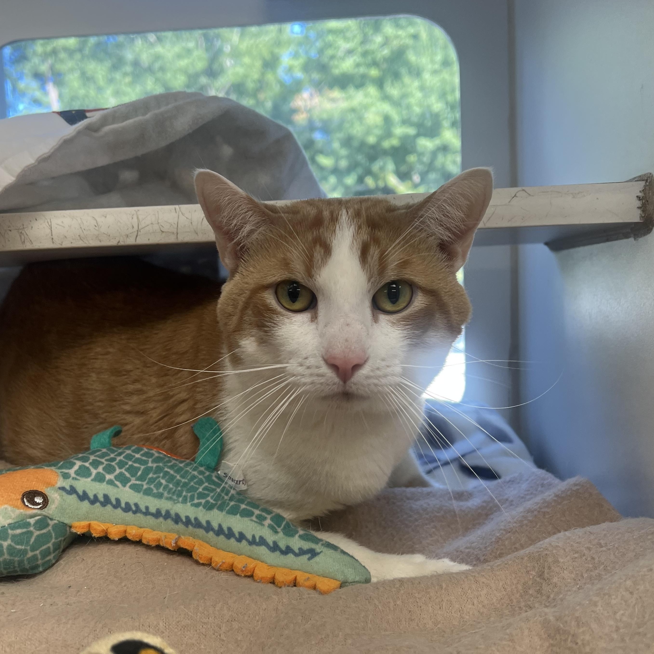 Macen, adopted, Adult Male Domestic Short Hair.