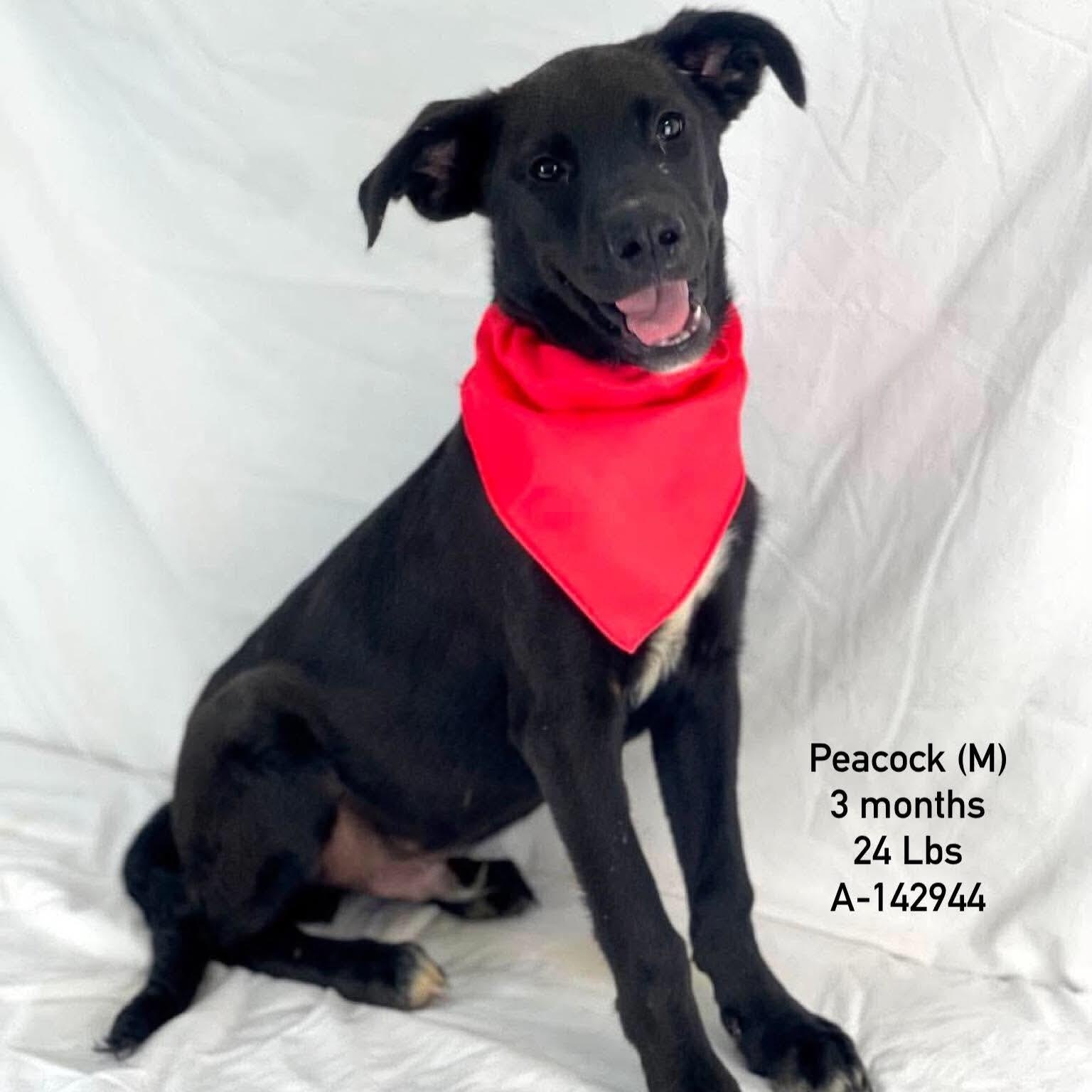 Enlarge Peacock - Local October 9-11, a Adoptable mixed breed in Happy Valley , OR image 1/1