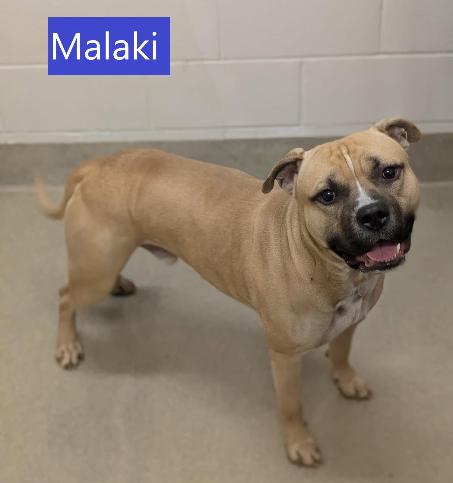 Enlarge Malaki, a ADOPTABLE mixed breed in Mount Vernon, OH image 2/2