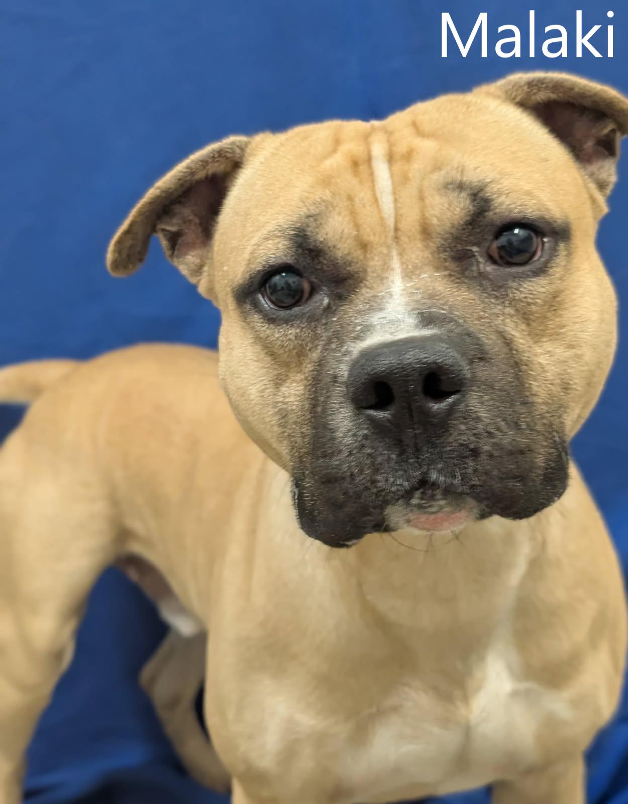 Enlarge Malaki, a ADOPTABLE mixed breed in Mount Vernon, OH image 1/2