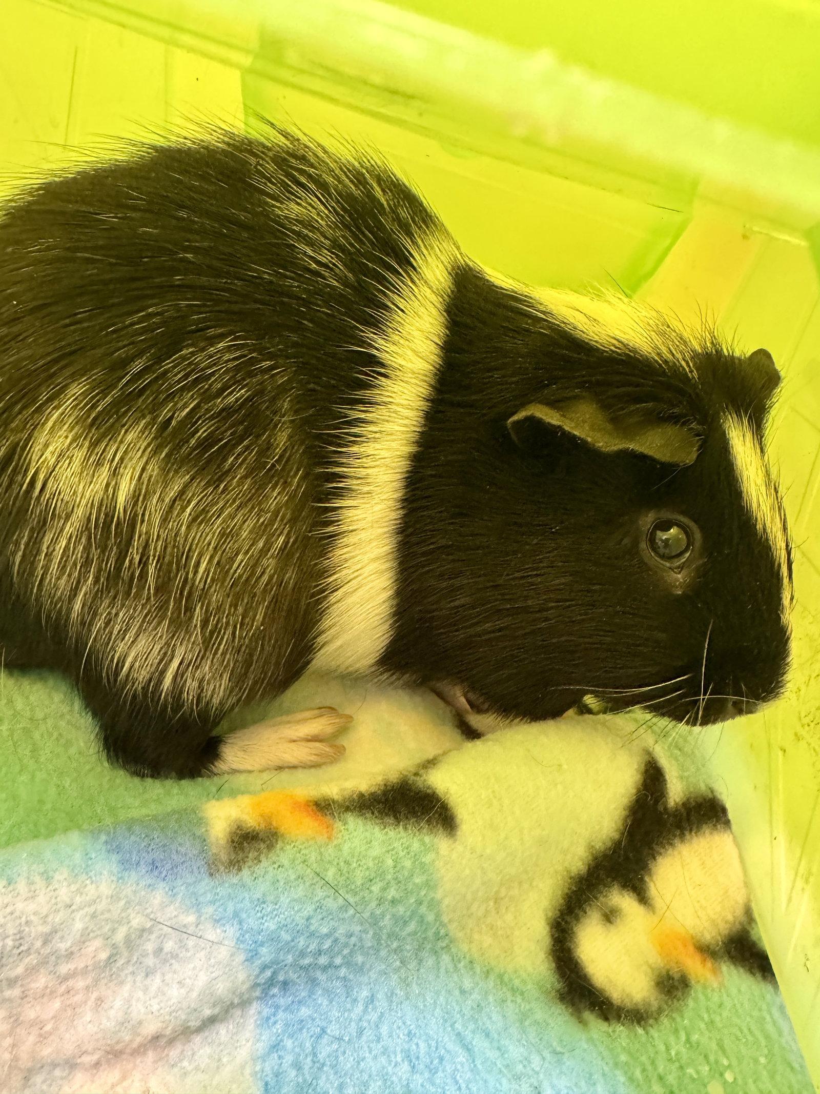 Huck and Finn, Adoptable, Adult Male Guinea Pig.