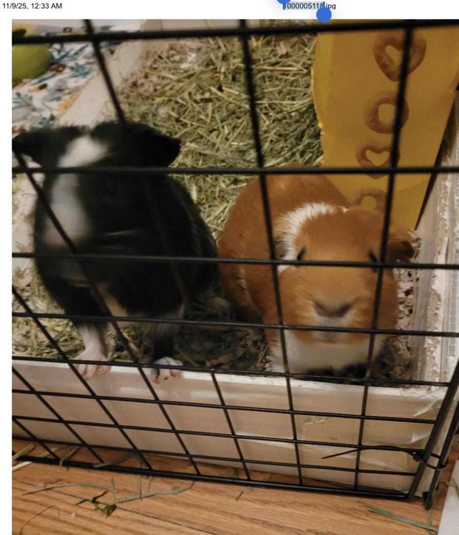 Enlarge Huck and Finn, a Adoptable Guinea Pig in Aurora, IL image 1/1