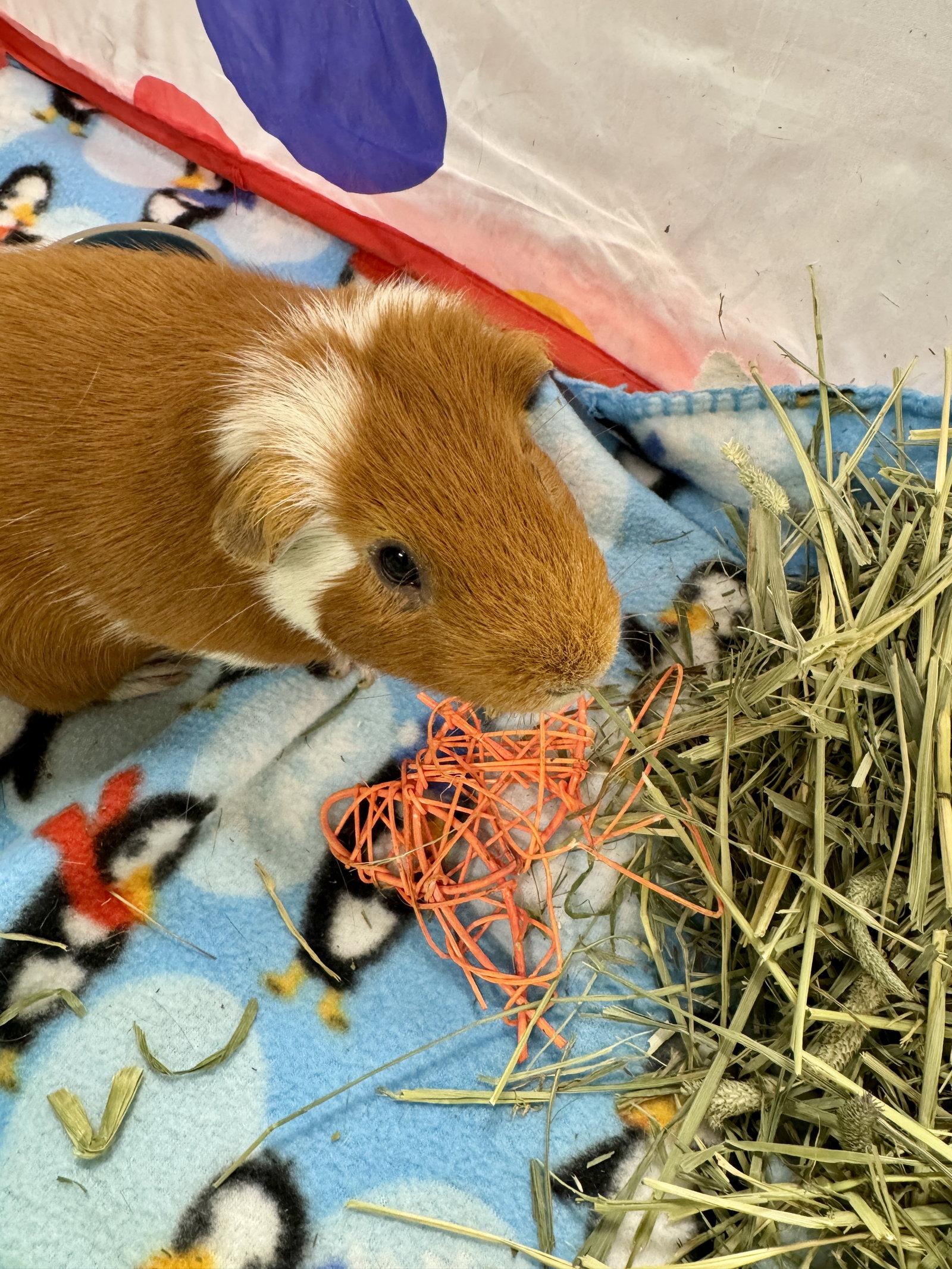 Enlarge Huck and Finn, a Adoptable Guinea Pig in Aurora, IL image 3/3