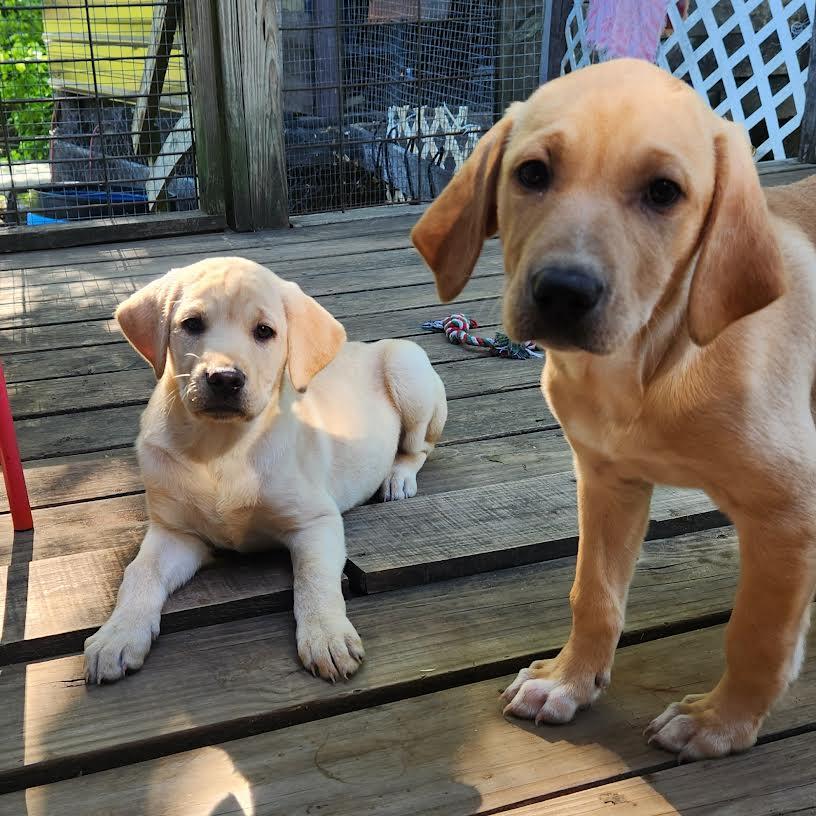 MOLLY, an adopted Labrador Retriever in Chicopee, MA image 1/4