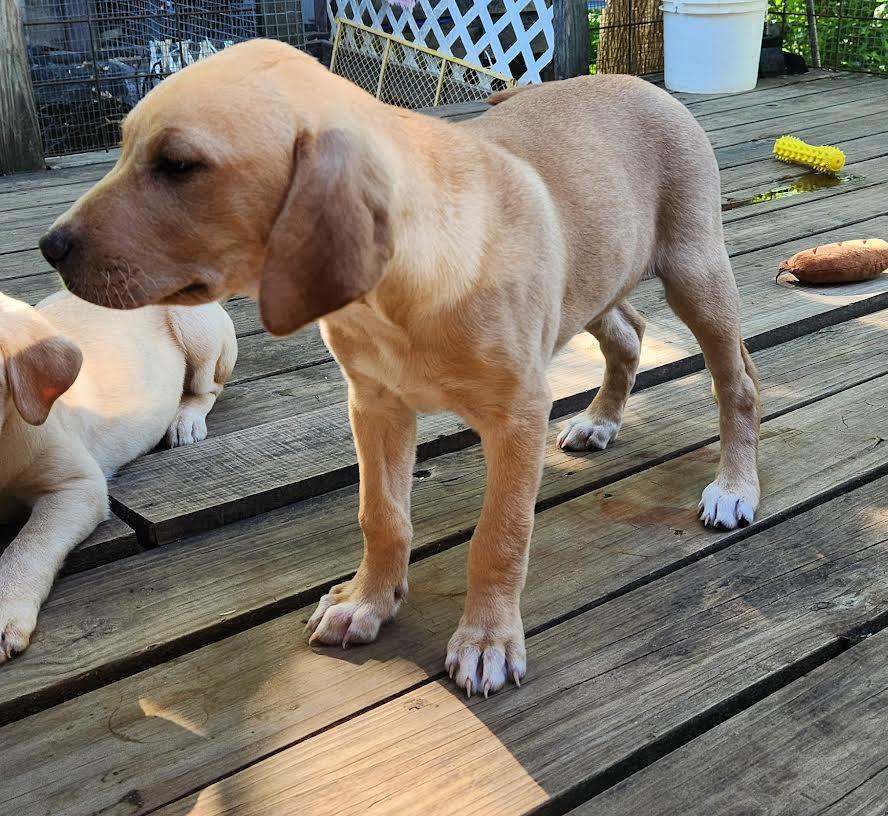 MOLLY, an adopted Labrador Retriever in Chicopee, MA image 2/4