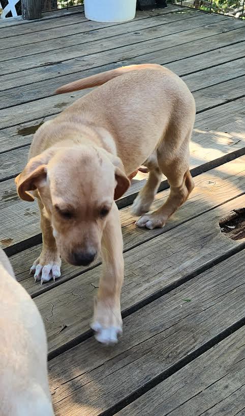 MOLLY, an adopted Labrador Retriever in Chicopee, MA image 4/4