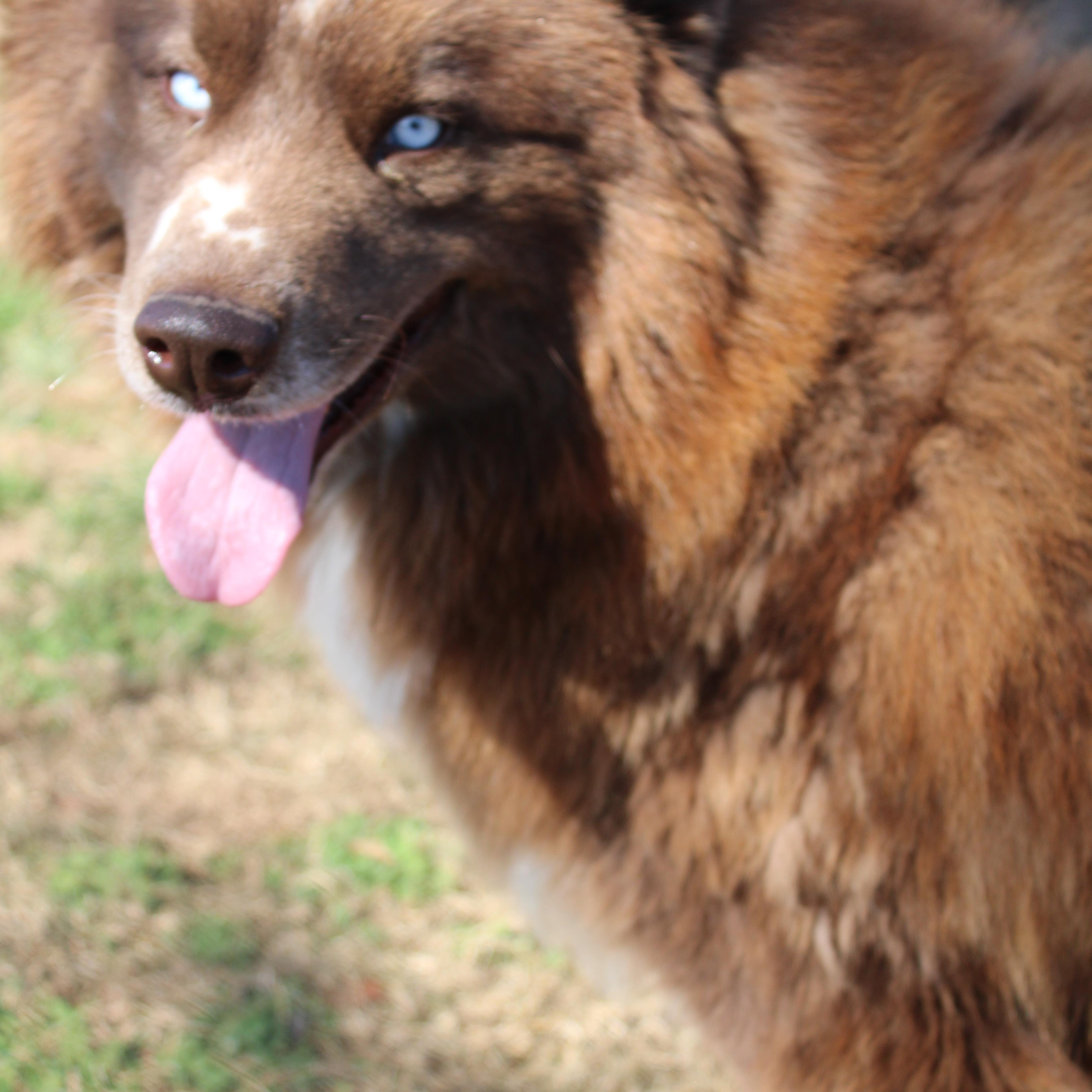 Enlarge Zeno, a Adoptable Siberian Husky in Neosho, MO image 3/4