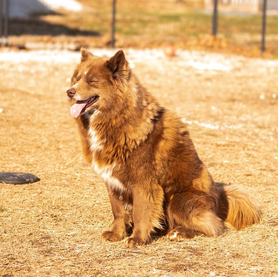 Zeno, Adoptable, Adult Male Siberian Husky.