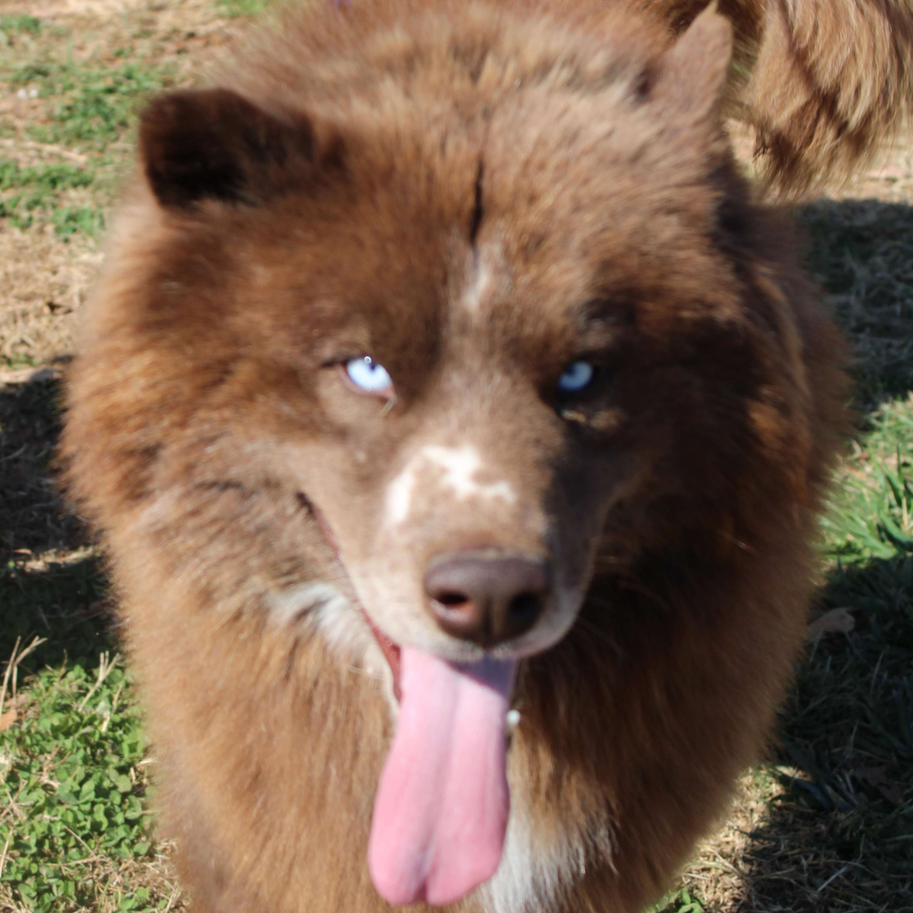 Zeno, Adoptable, Adult Male Siberian Husky.