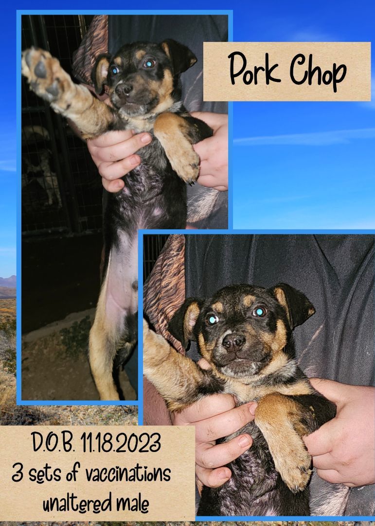 Enlarge Pork Chop, a Adoptable mixed breed in Kermit, TX image 1/1