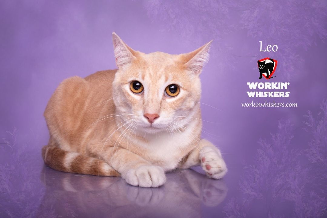 LEO, Adoptable, Young Male Domestic Short Hair & Tabby.