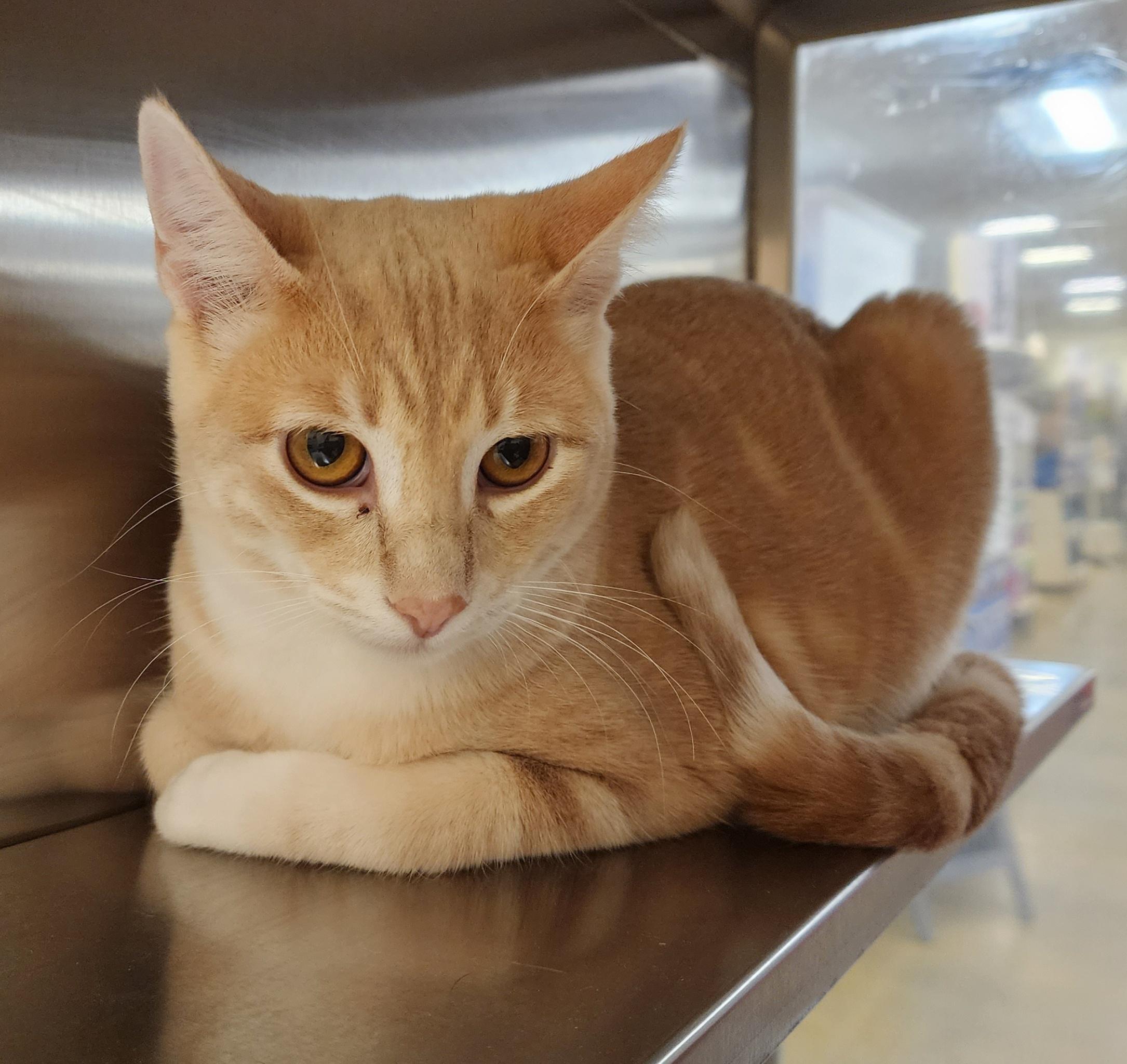 LEO, an adoptable Domestic Short Hair, Tabby in HEMET, CA, 92544 | Photo Image 5