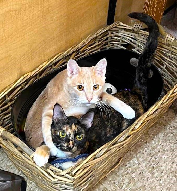 LEO, Adoptable, Young Male Domestic Short Hair & Tabby.