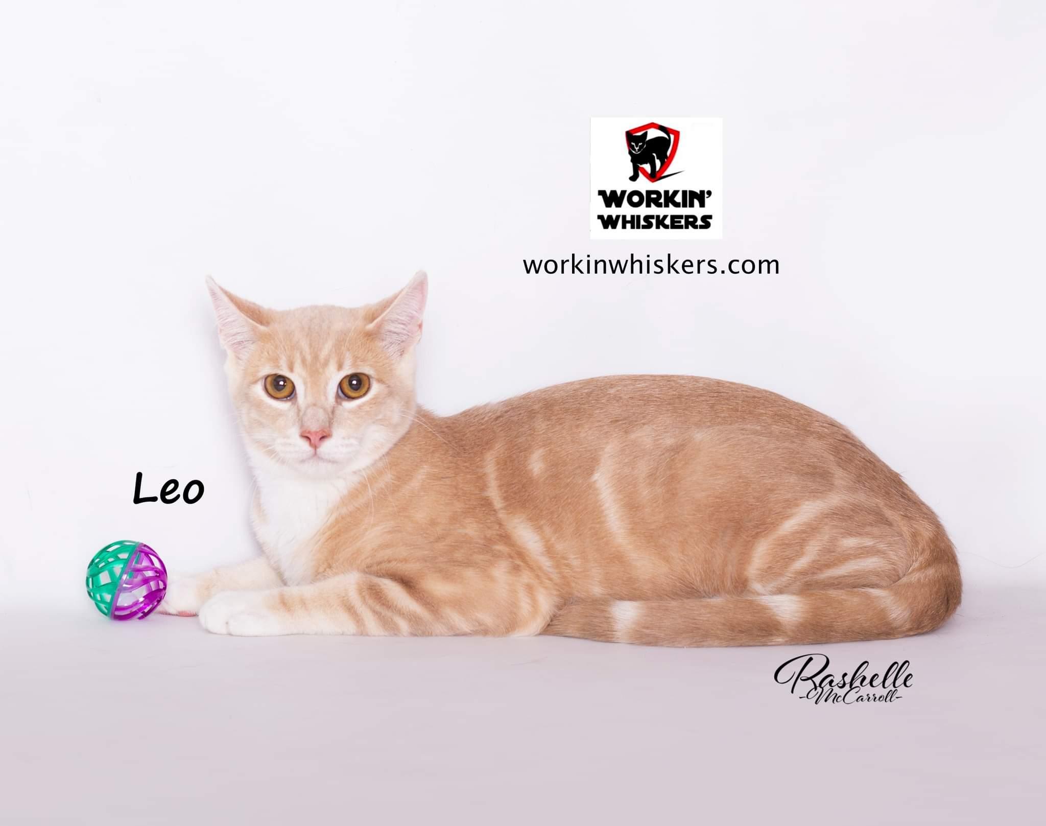 Enlarge LEO, a Adoptable mixed breed in HEMET, CA image 6/6