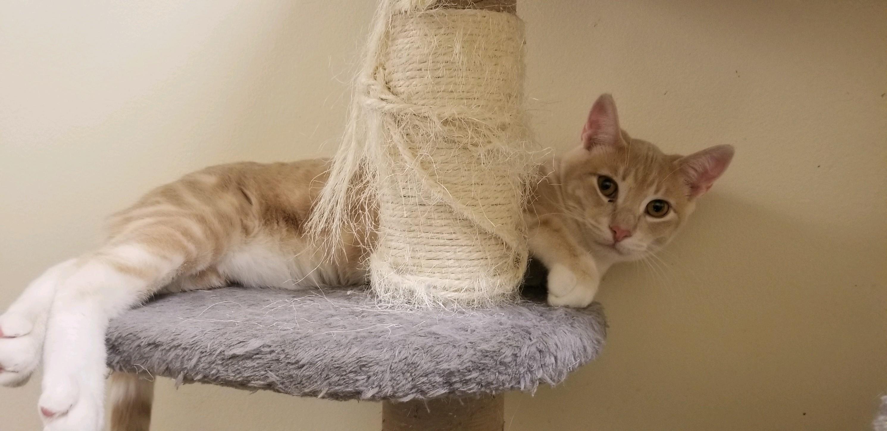 LEO, an adoptable Domestic Short Hair, Tabby in HEMET, CA, 92544 | Photo Image 6