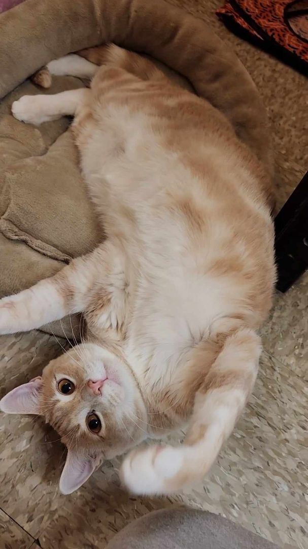 LEO, a Adoptable mixed breed in HEMET, CA image 3/6