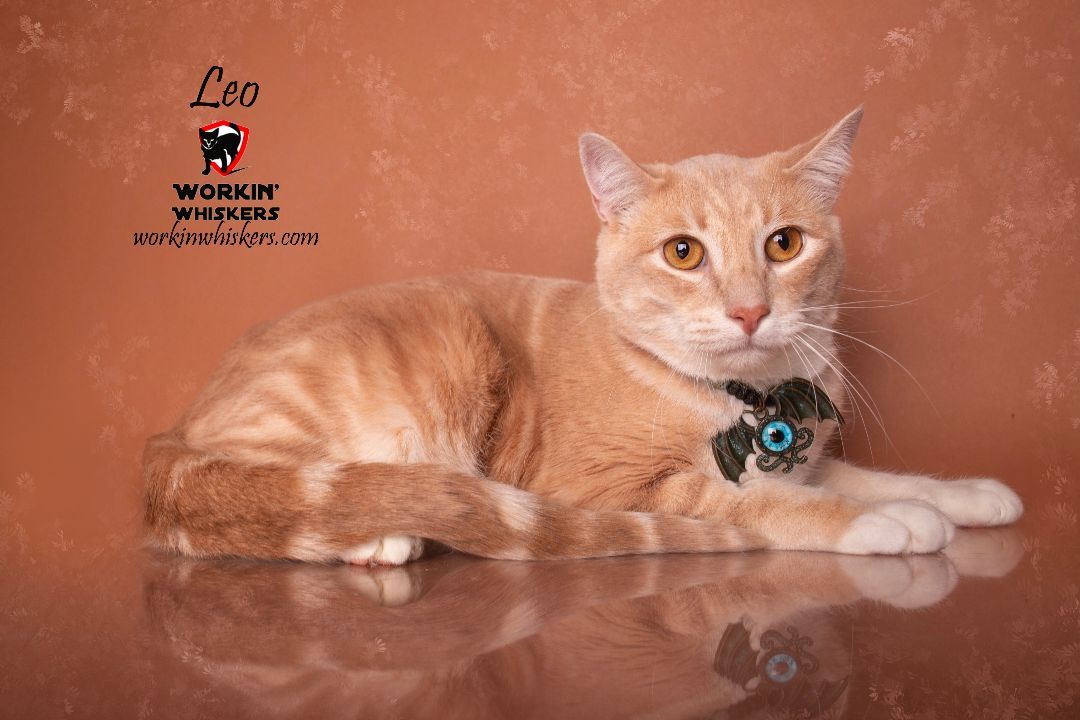 LEO, a Adoptable mixed breed in HEMET, CA image 4/6