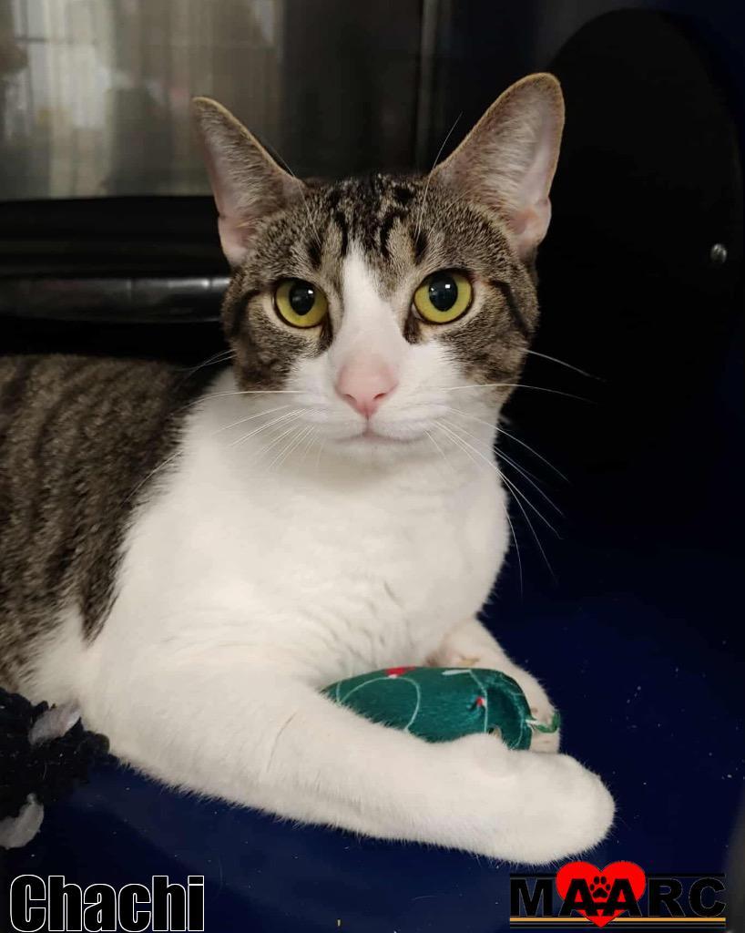 Chachi, Adoptable, Young Male Domestic Short Hair.