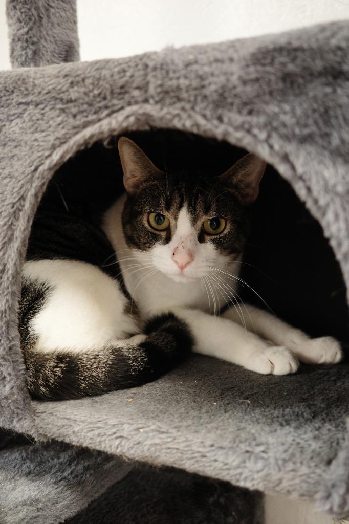 Enlarge Chachi, a Adoptable mixed breed in Maryville, TN image 2/3