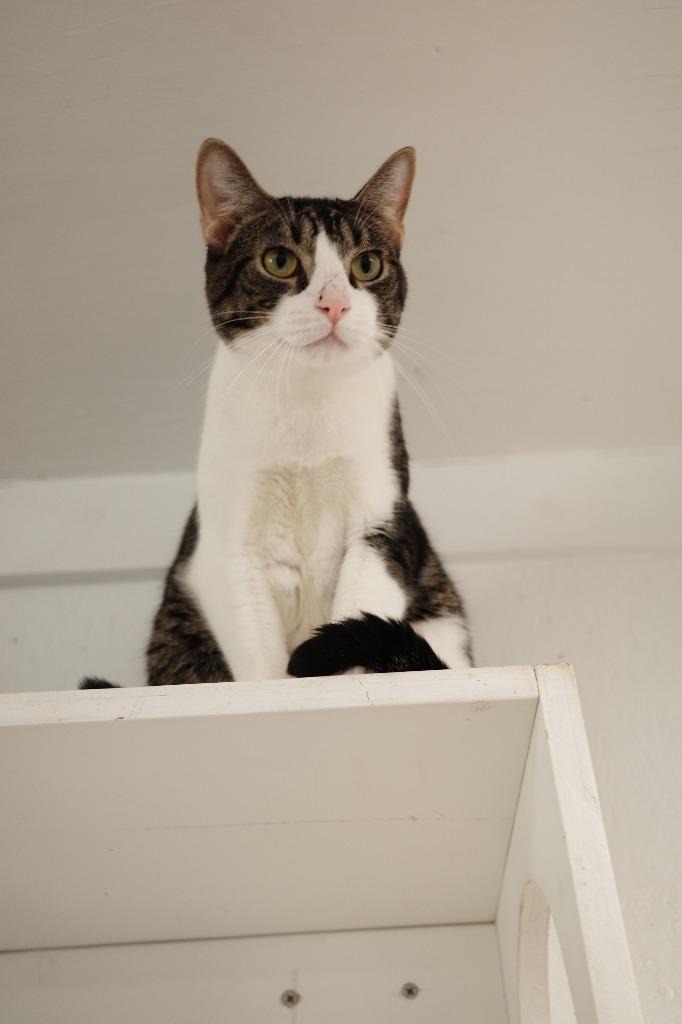 Enlarge Chachi, a Adoptable mixed breed in Maryville, TN image 3/3