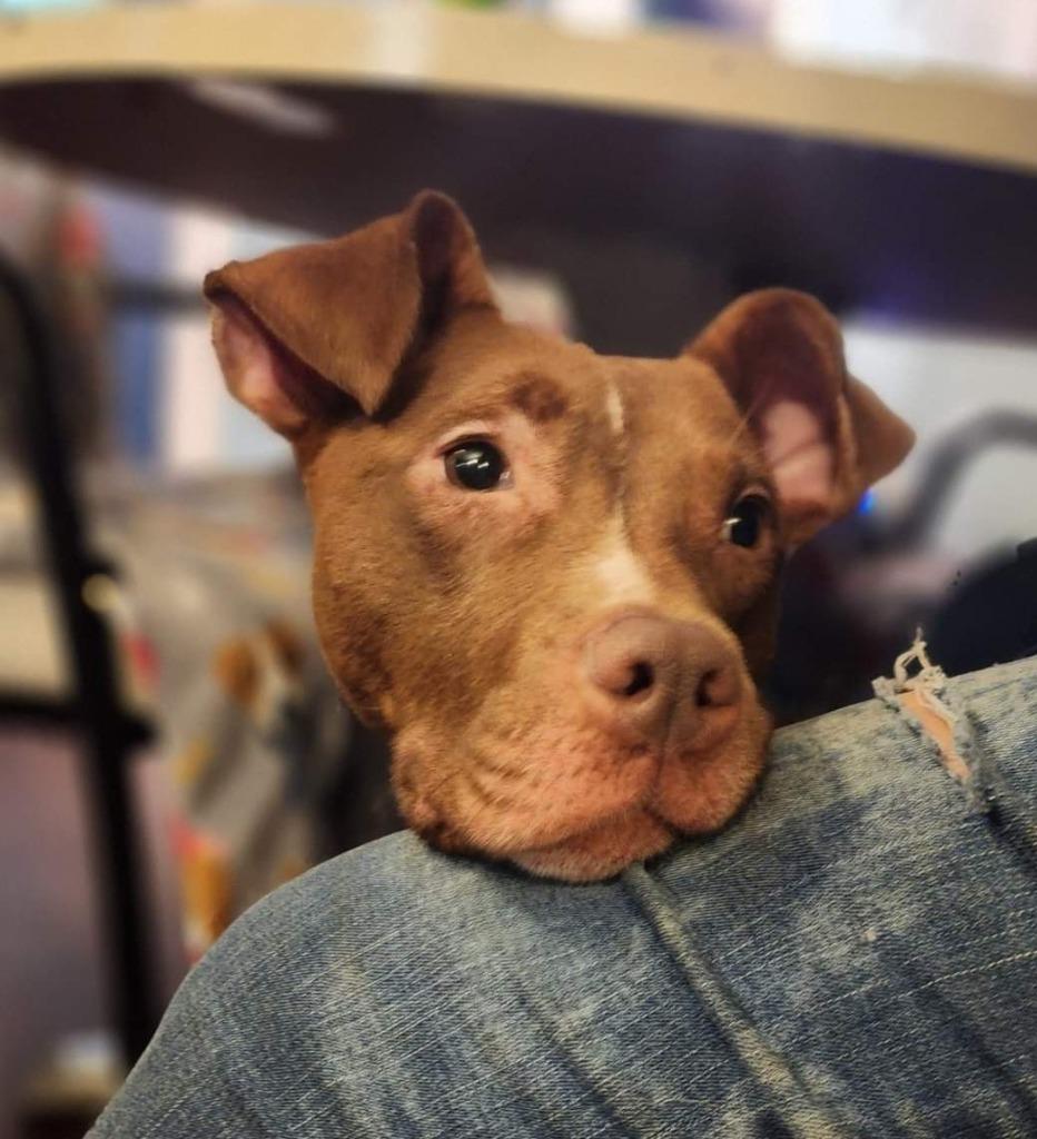 Enlarge Mimmzie, a Adoptable mixed breed in El Dorado, AR image 1/5