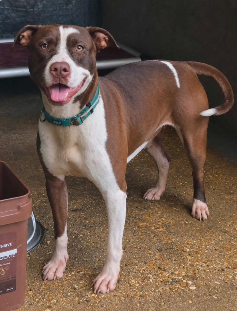 Enlarge Mimmzie, a Adoptable mixed breed in El Dorado, AR image 2/5