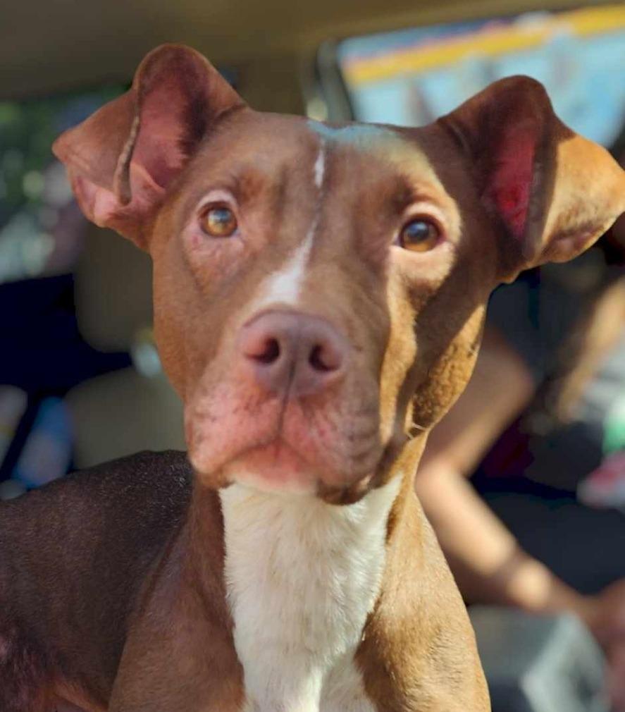 Enlarge Mimmzie, a Adoptable mixed breed in El Dorado, AR image 3/5