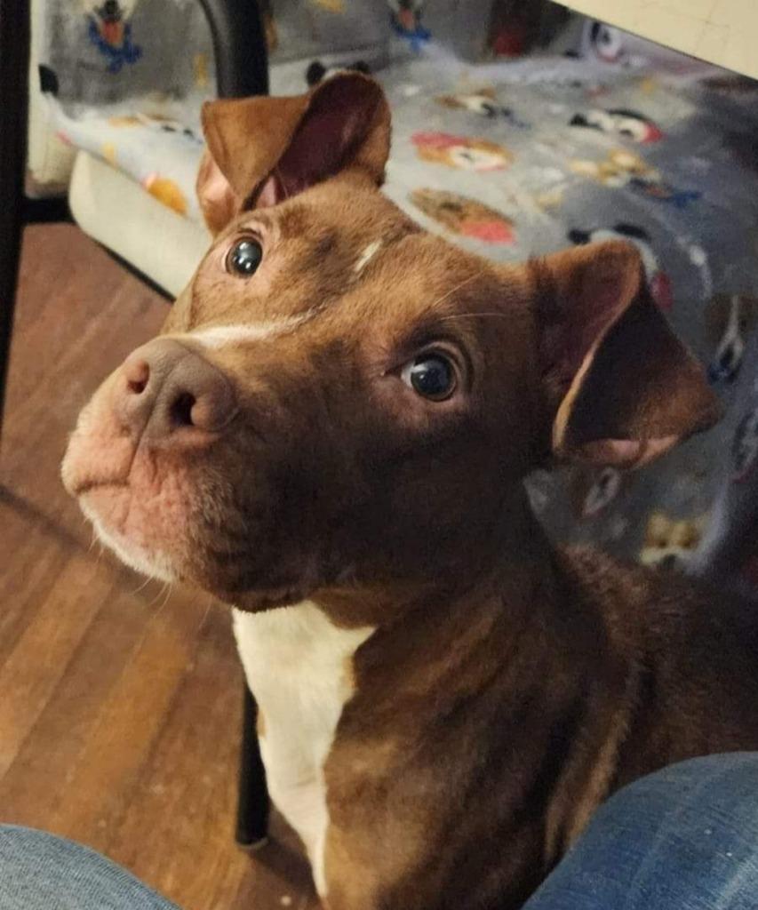 Enlarge Mimmzie, a Adoptable mixed breed in El Dorado, AR image 5/5