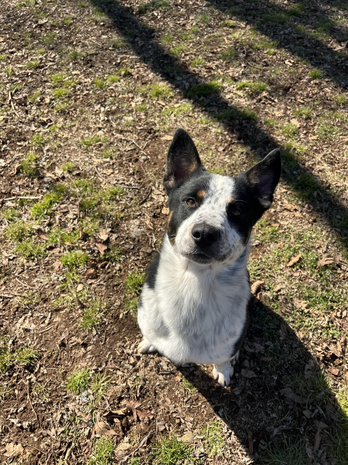 Enlarge Cassius , a ADOPTABLE Australian Cattle Dog / Blue Heeler in Loudon, TN image 2/3
