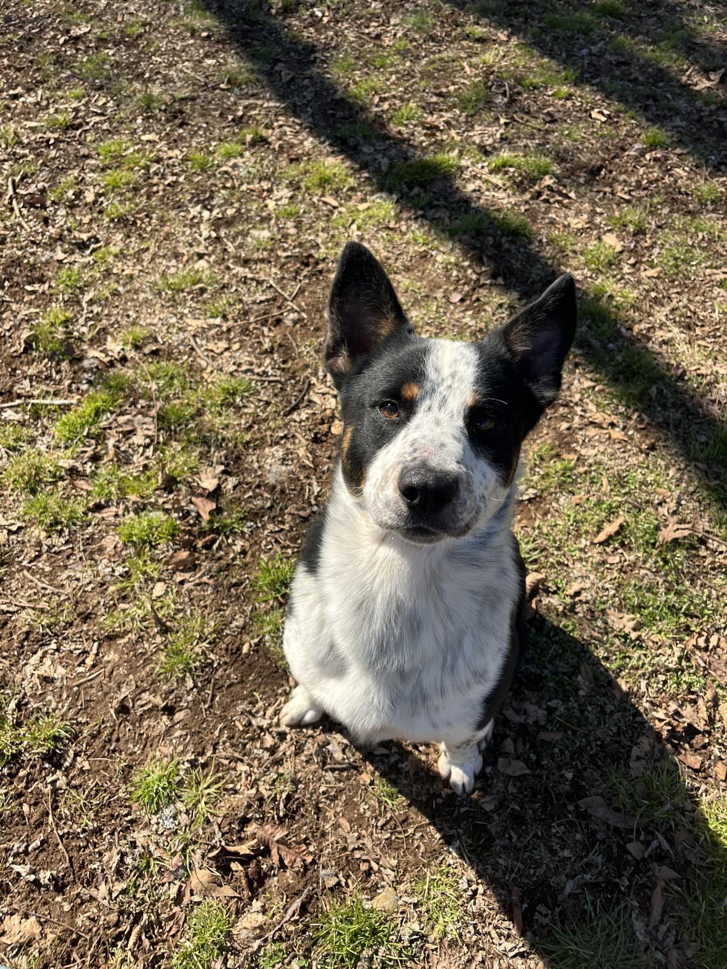 Enlarge Cassius , a ADOPTABLE Australian Cattle Dog / Blue Heeler in Loudon, TN image 3/3