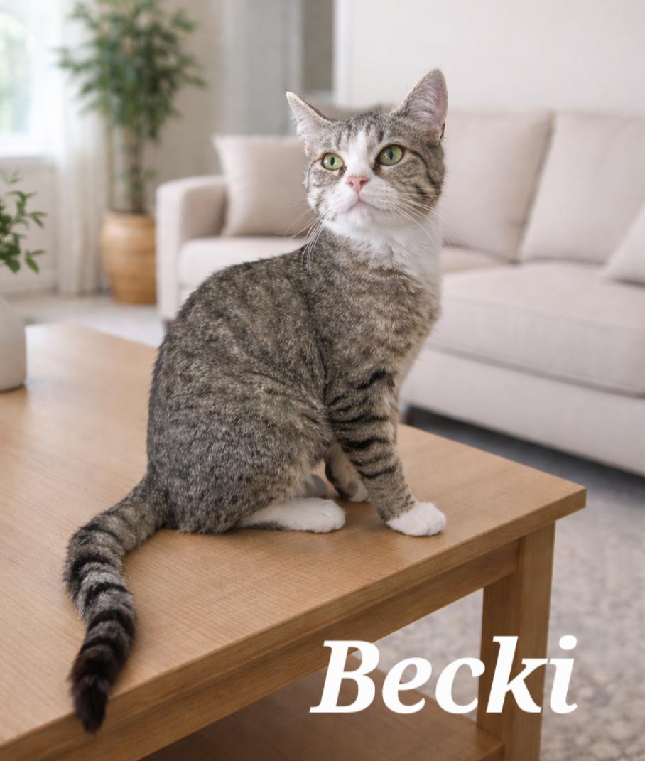 Enlarge Becki, a Adoptable Tabby in Monroeville, PA image 1/1