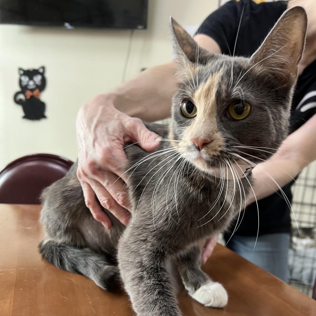 Enlarge Freyja, a Adoptable Domestic Short Hair in Las Vegas, NV image 1/1