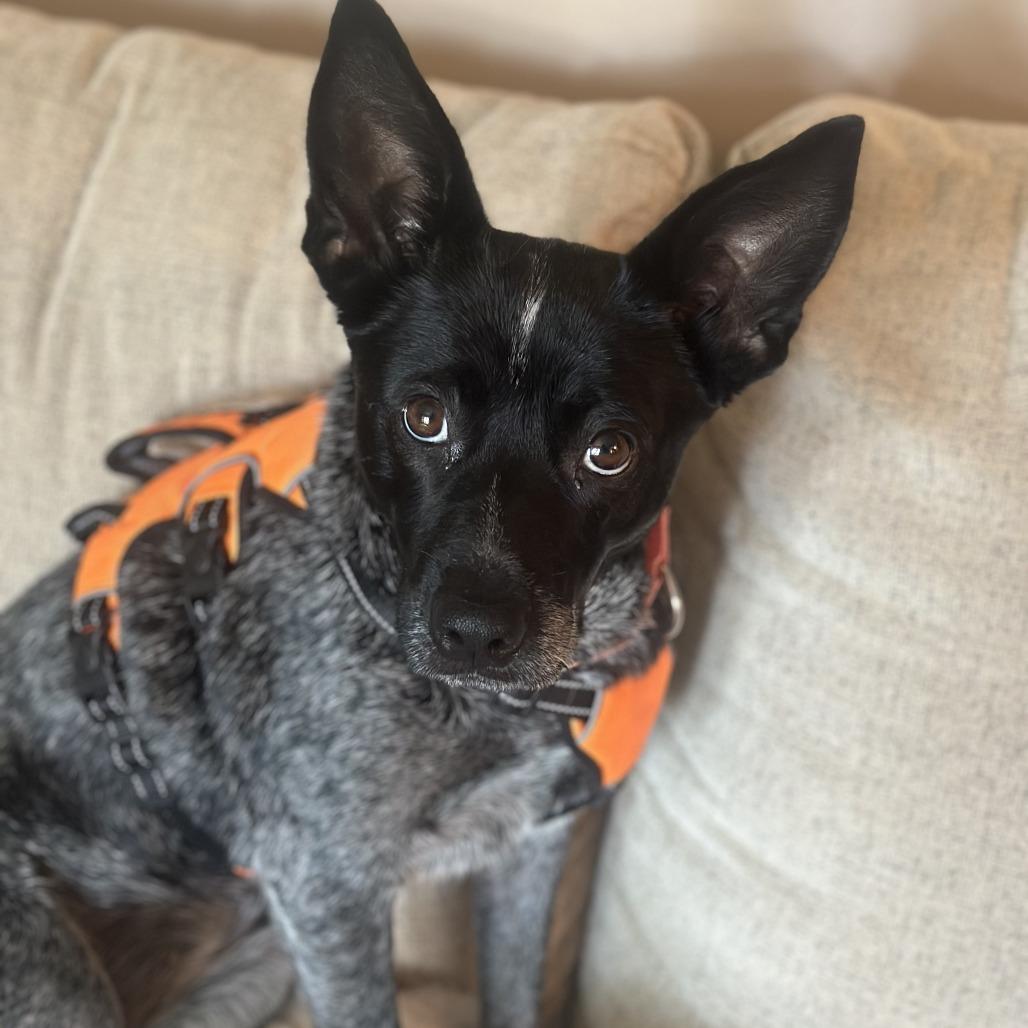Delilah, Adoptable, Adult Female Australian Cattle Dog / Blue Heeler.