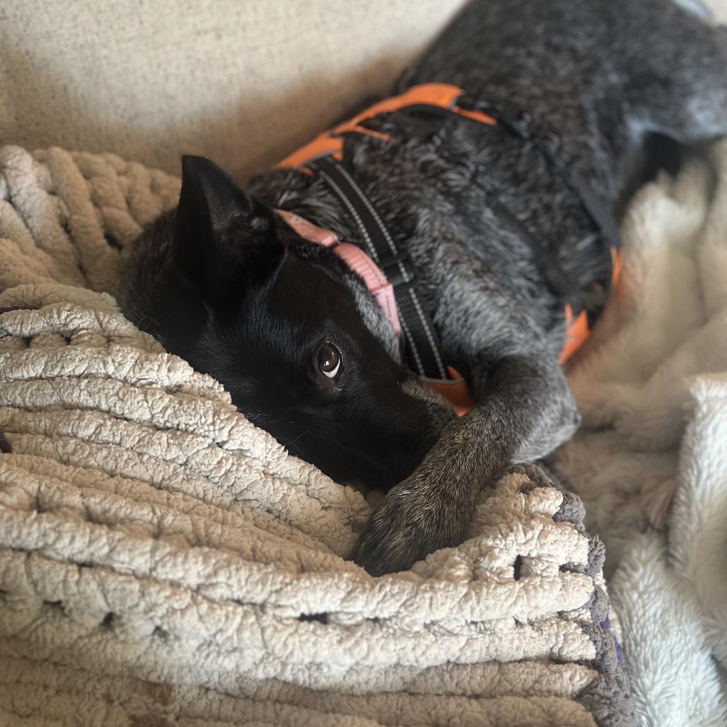 Enlarge Delilah, a Adoptable Australian Cattle Dog / Blue Heeler in Rogersville, MO image 3/6