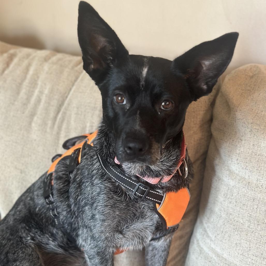 Enlarge Delilah, a Adoptable Australian Cattle Dog / Blue Heeler in Rogersville, MO image 4/6