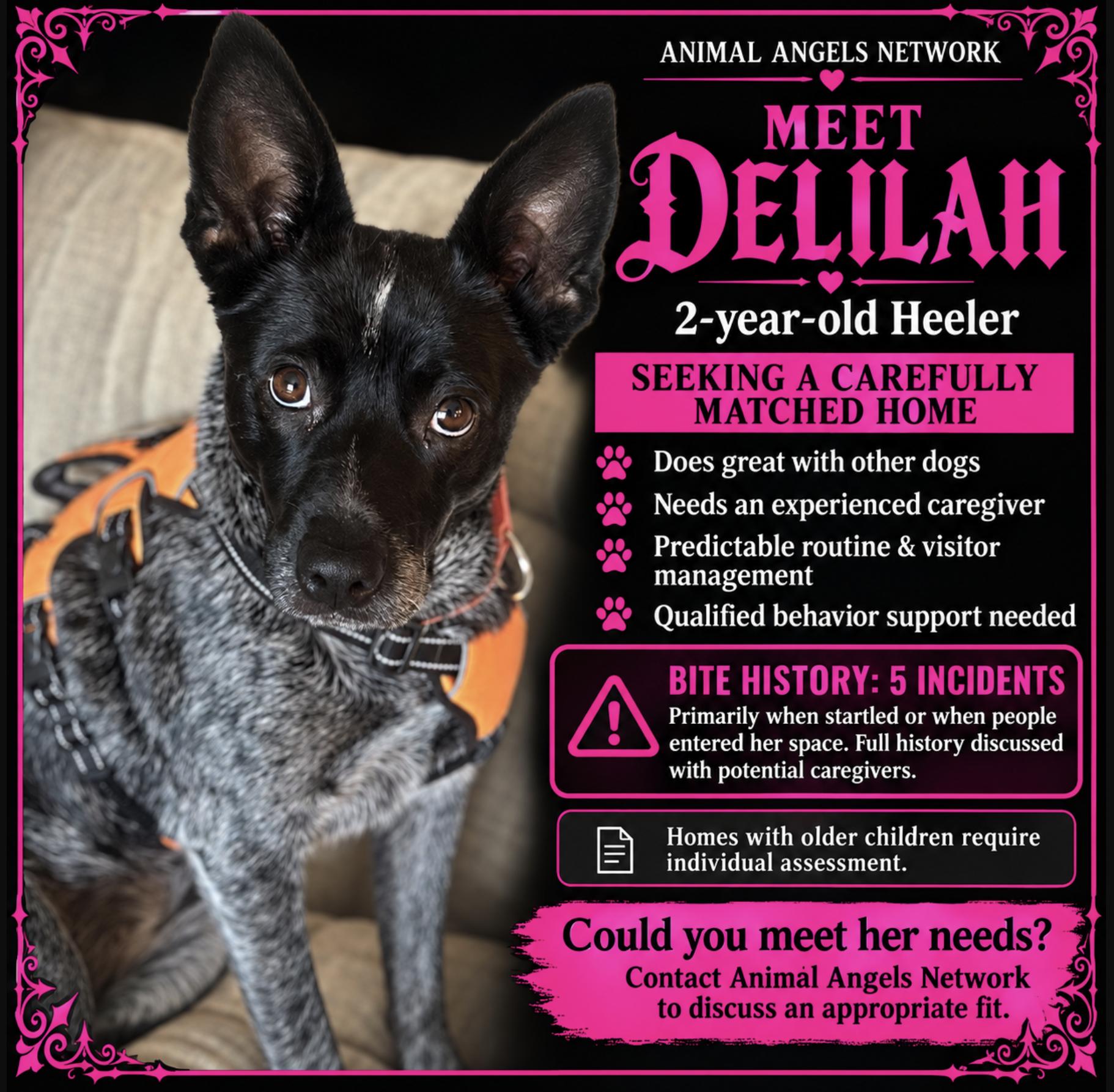 Enlarge Delilah, a Adoptable Australian Cattle Dog / Blue Heeler in Rogersville, MO image 1/6