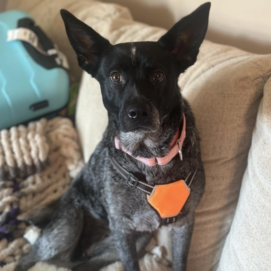 Enlarge Delilah, a Adoptable Australian Cattle Dog / Blue Heeler in Rogersville, MO image 5/6