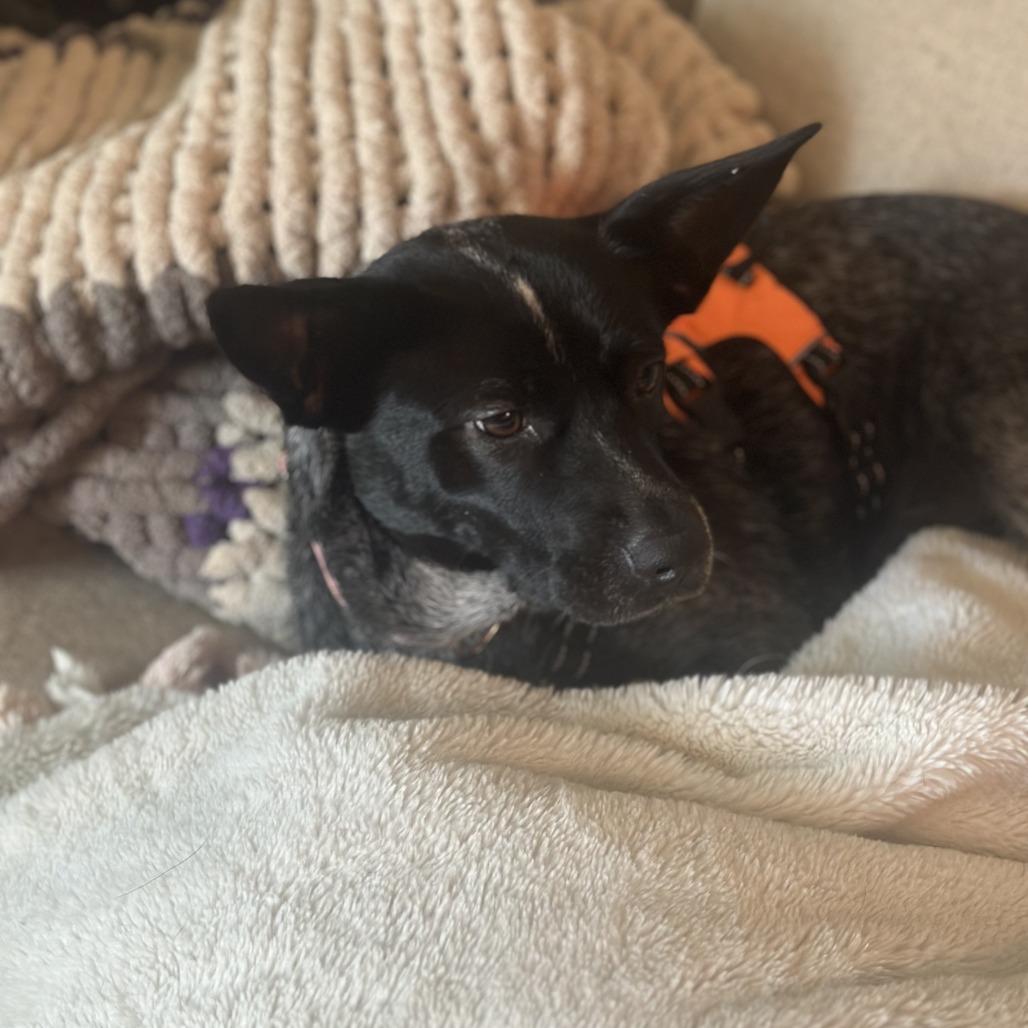 Enlarge Delilah, a Adoptable Australian Cattle Dog / Blue Heeler in Rogersville, MO image 6/6