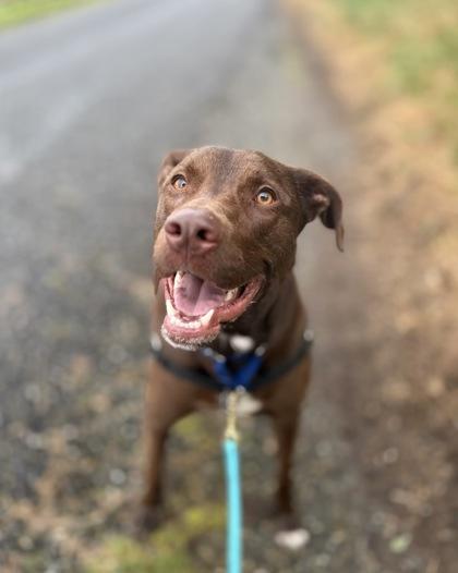 Enlarge Lucky, a Adoptable mixed breed in Burlington, WA image 1/3