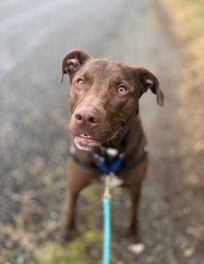 Enlarge Lucky, a Adoptable mixed breed in Burlington, WA image 2/3