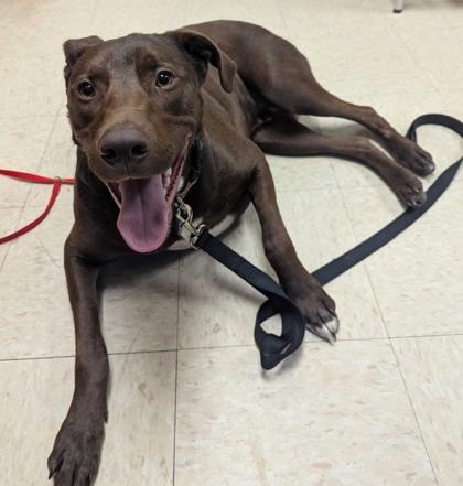 Enlarge Lucky, a Adoptable mixed breed in Burlington, WA image 3/3