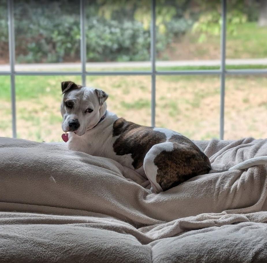 Enlarge Lola, a Adoptable Pit Bull Terrier in Richmond, VA image 1/3