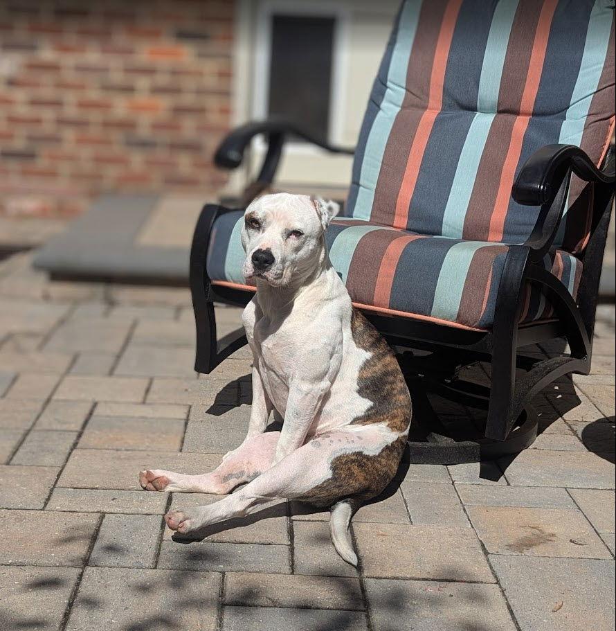 Enlarge Lola, a Adoptable Pit Bull Terrier in Richmond, VA image 2/3